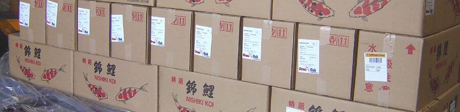 Koi-Ankunft – Nov. 2015 by Koinet