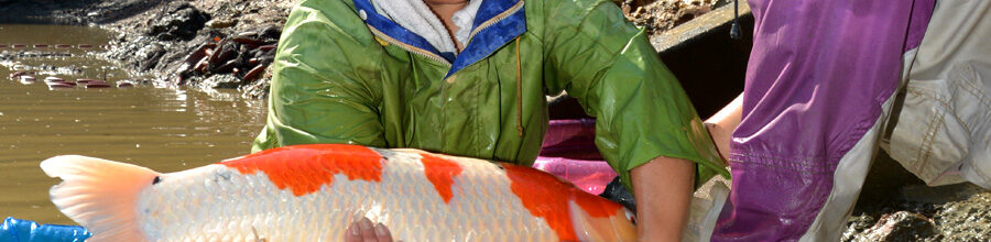 Ikeage Oktober 2015 – Marudo / No.3