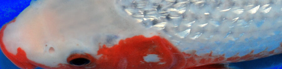 Angebote direkt aus Japan!