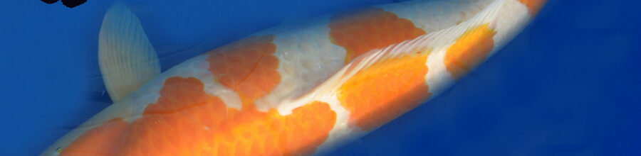 Die Jumbo-Koi vom Züchter Marudo