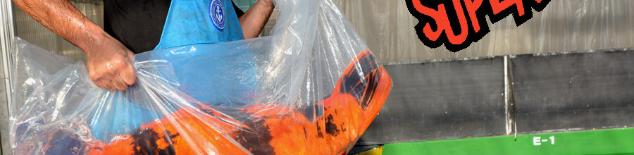 Koinet TV – Only one