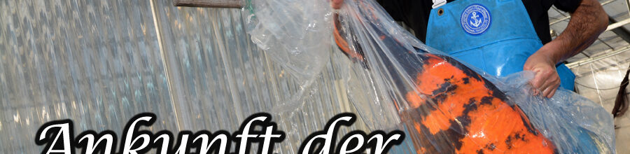 Ankunft der Jumbo-Koi bei Shinoda