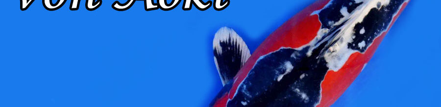 Beni Kikokuryu von Aoki