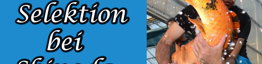 Hi Utsuri Selektion bei Shinoda