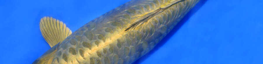 Diese Koi werden richtig groß…