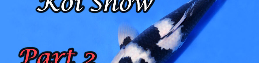 64th Nagaoka Koi Show Part 2