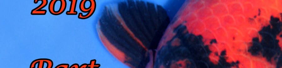 Japan-Koi-Selektion 2019 – Part 10