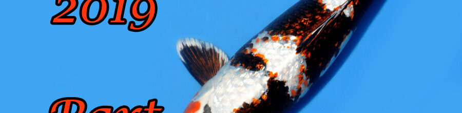 Koi-Japan-Selektion 2019 – Part 11