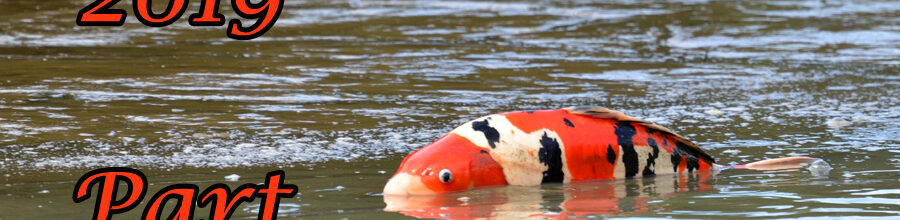 Japan-Koi-Selektion 2019 – Part 2