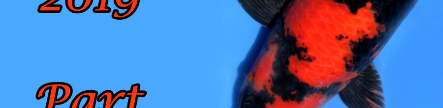 Japan-Koi-Selektion 2019 – Part 3