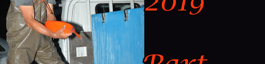 Japan-Koi-Selektion 2019 – Part 5