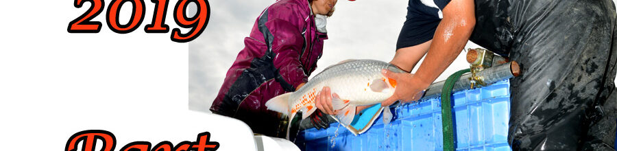 Japan-Koi-Selektion 2019 – Part 6