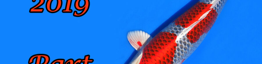 Japan-Koi-Selektion 2019 – Part 7