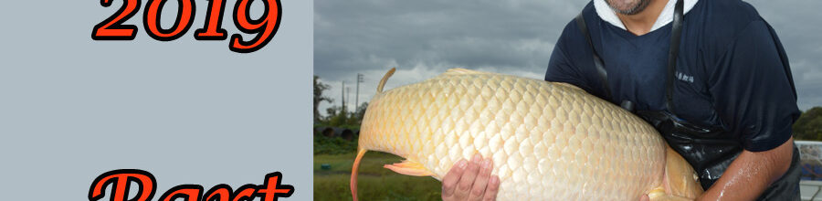 Japan-Koi-Selektion 2019 – Part 8