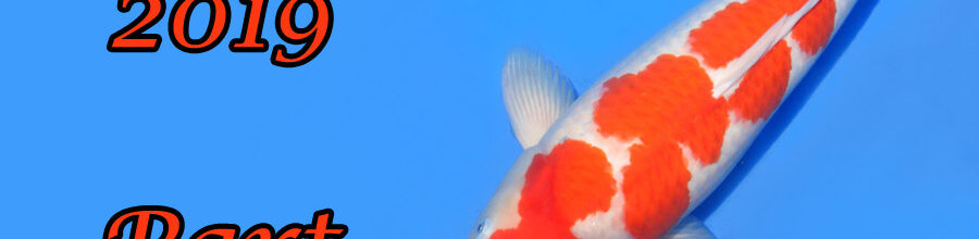 Japan-Koi-Selektion 2019 – Part 9