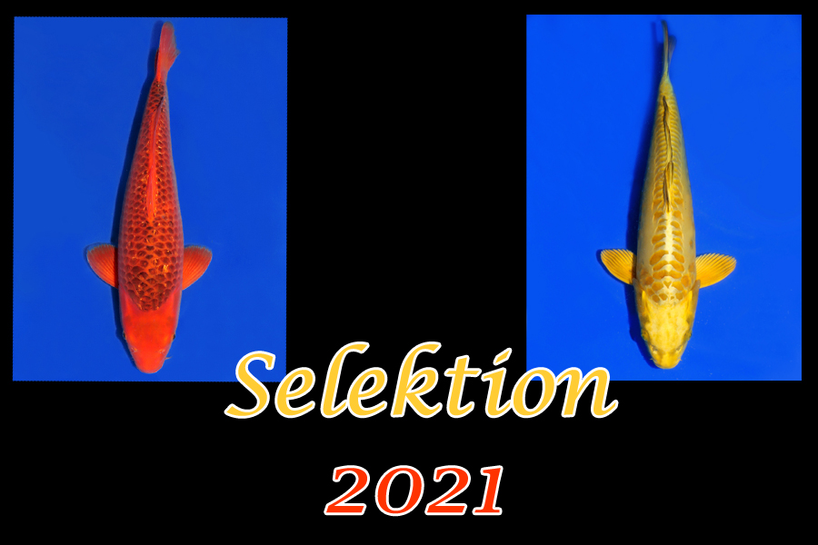 KoiSelektion 2021 13 GmbH