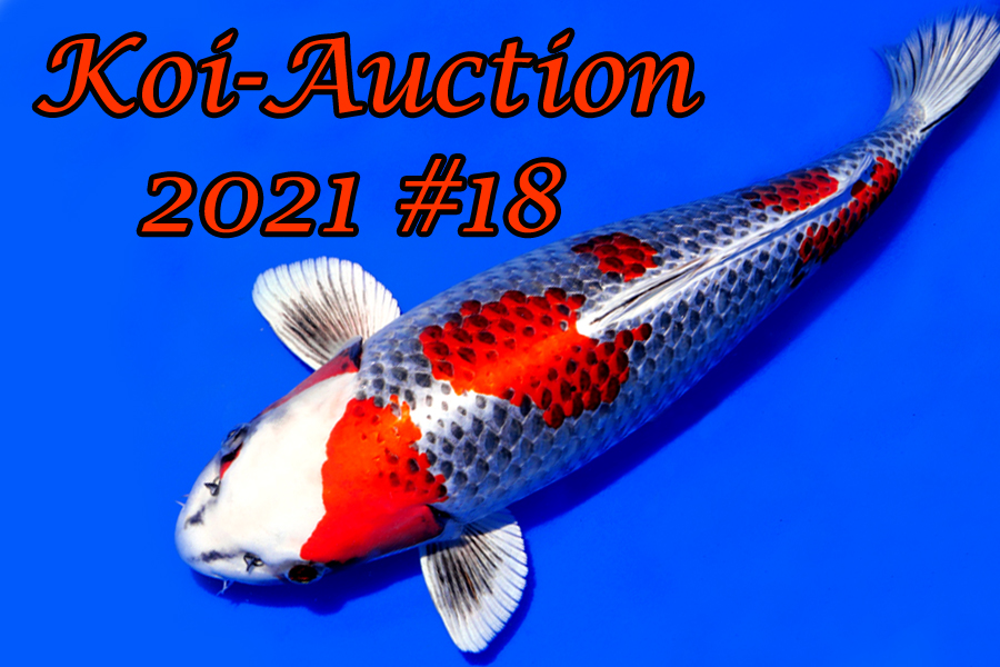 KoiAuction 18 & Special Koi GmbH