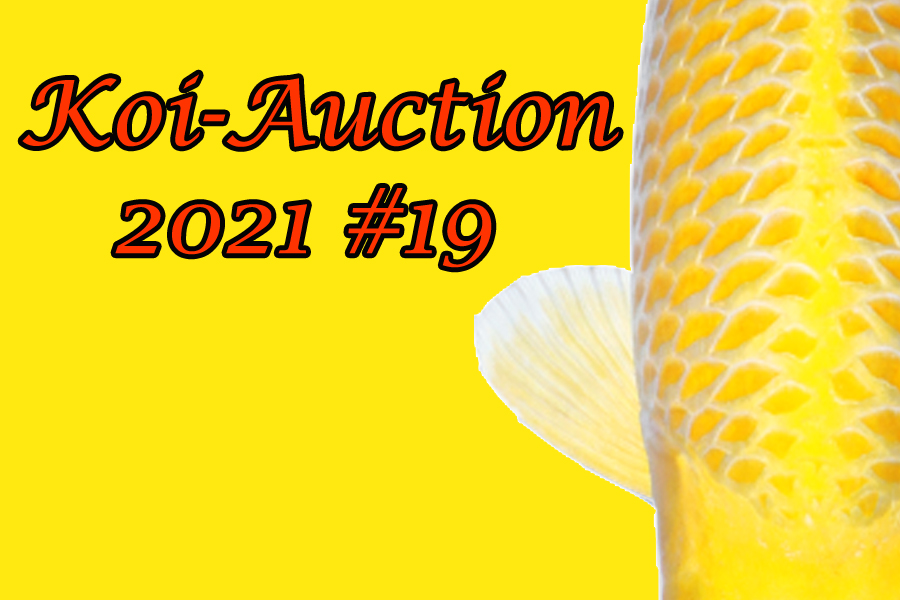 KoiAuction 19 & Special Koi GmbH