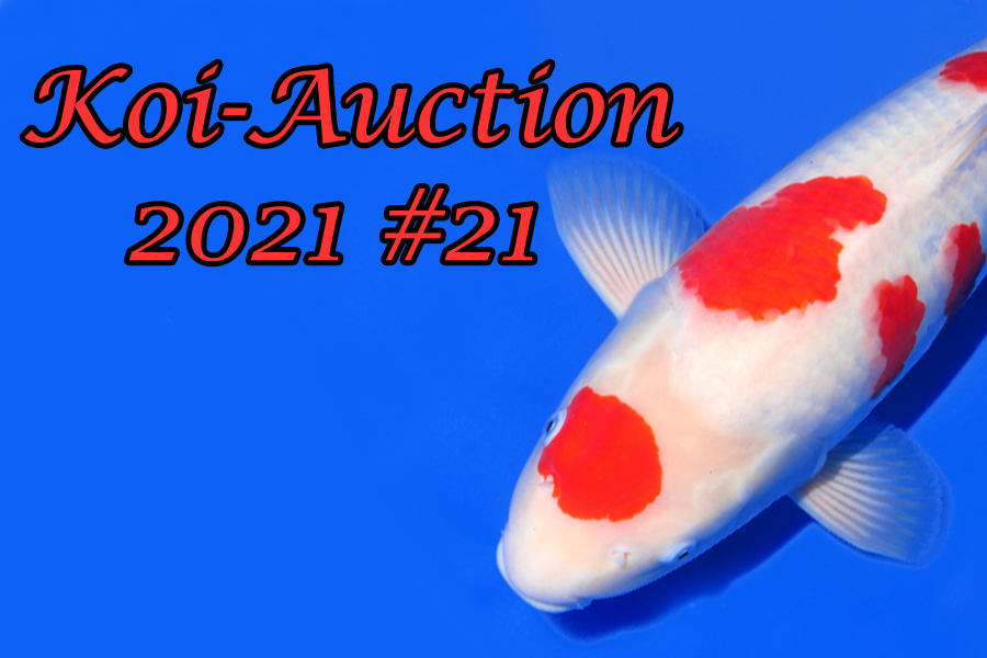 Koi Auction 21 Oya & Nogami GmbH