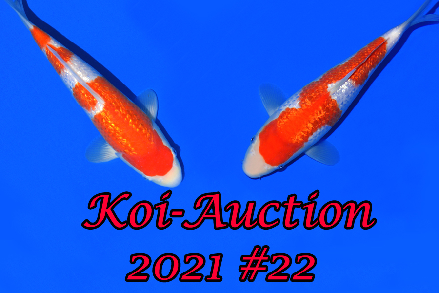 Koi Auction 22 Dainichi & Co GmbH