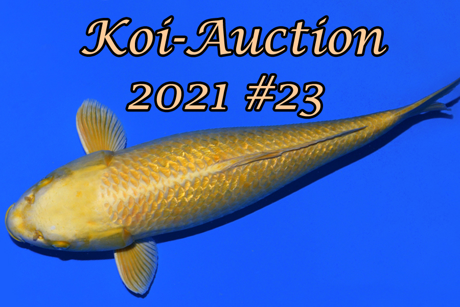 Koi Auction 23 GmbH